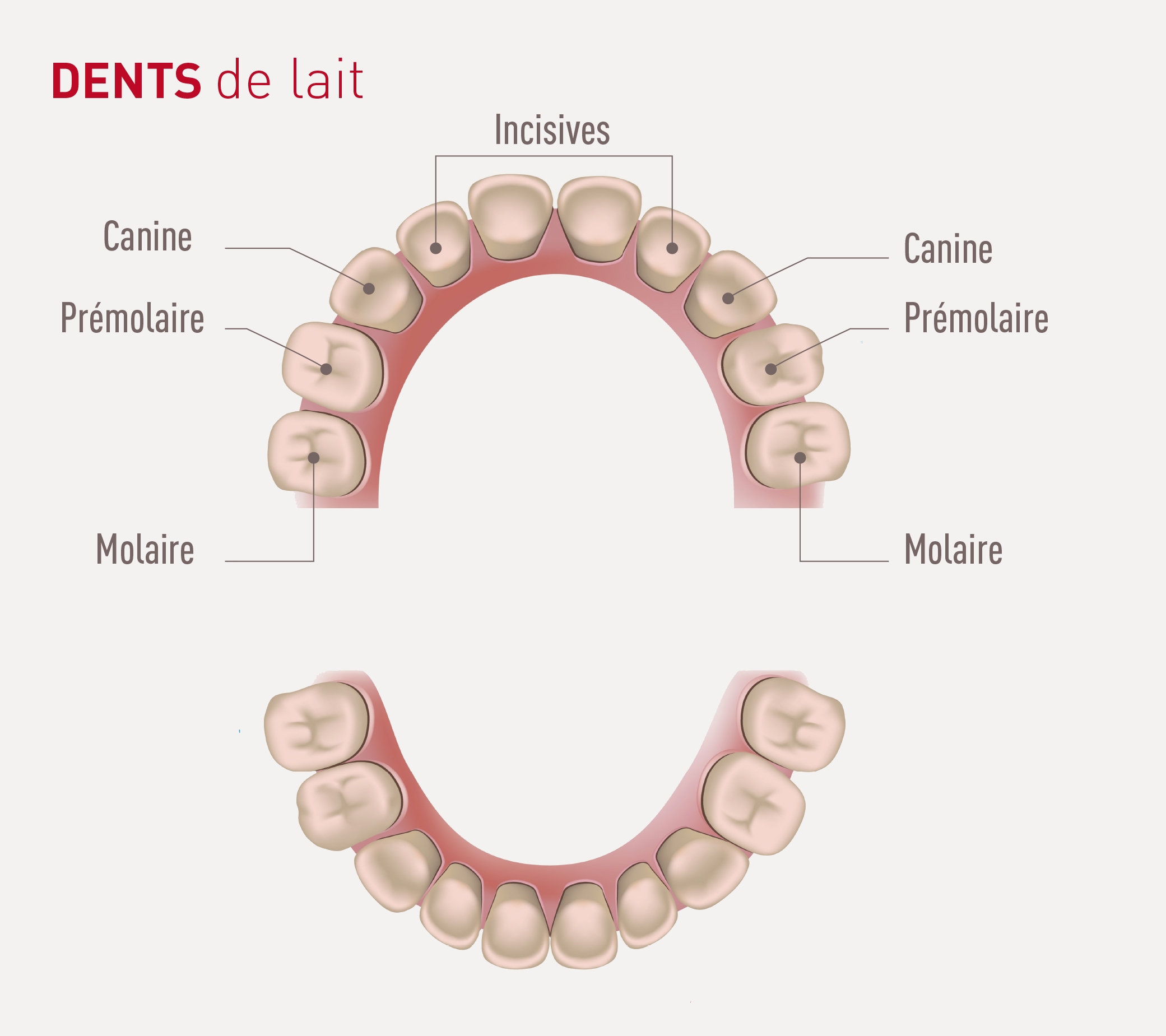 dents de lait