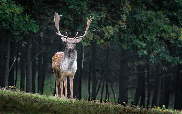 fallow-deer-984573_640