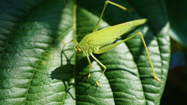 biodiversité